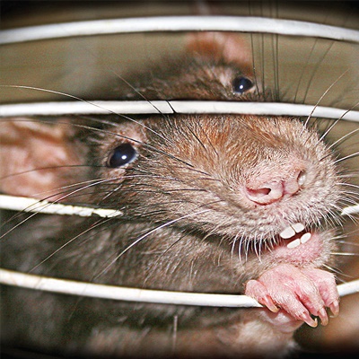 Commercial-advice-rat-in-a-cage Commercial-advice-rat-in-a-cage